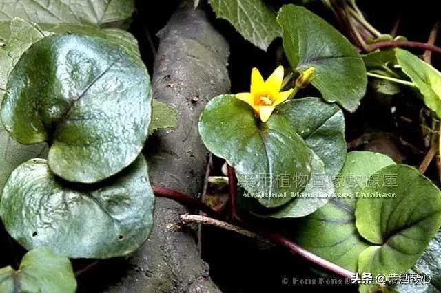 中医金钱草的功效与作用,含金钱草的经方