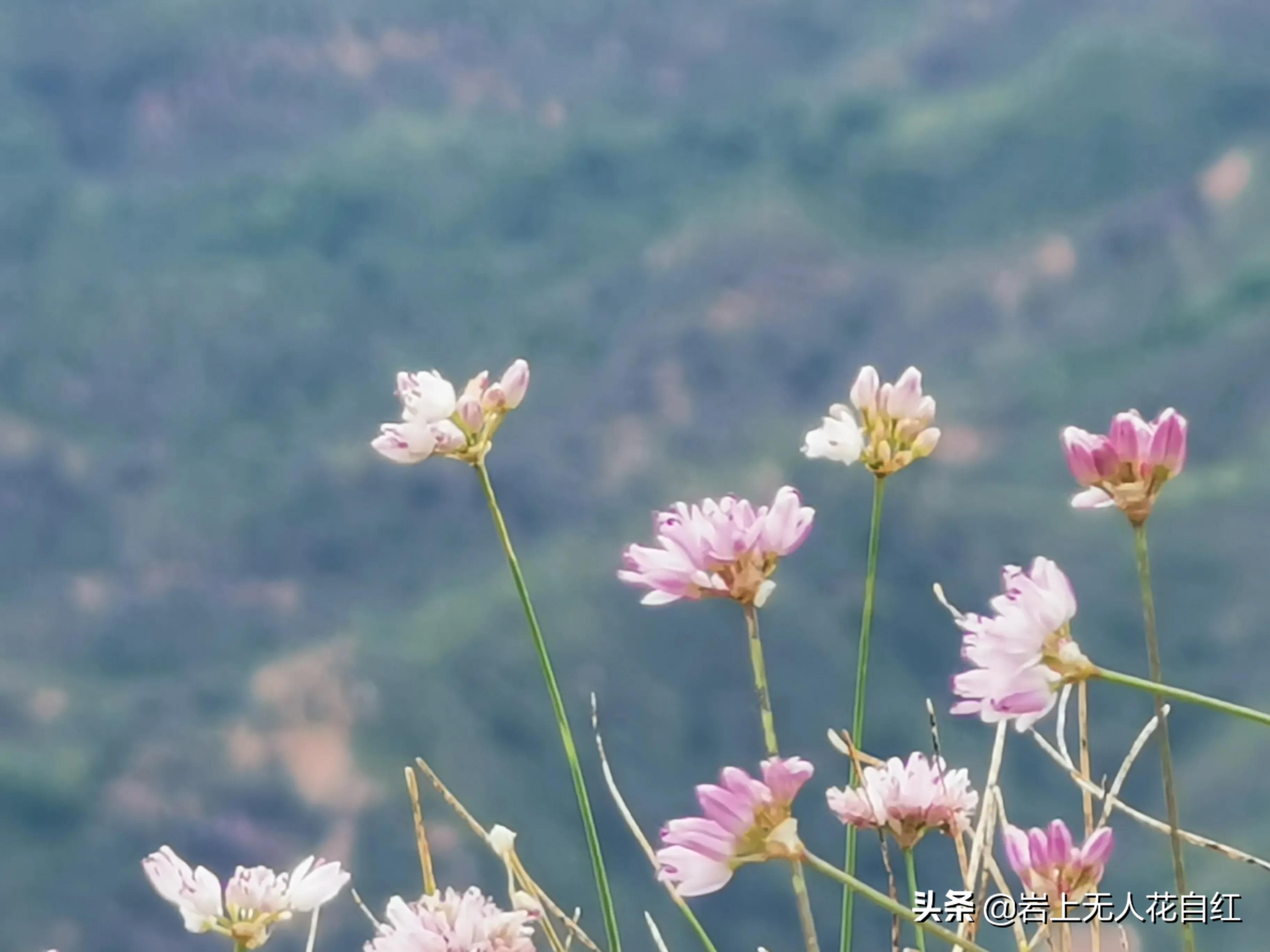 金山顶长城和司马台,司马台长城图片欣赏