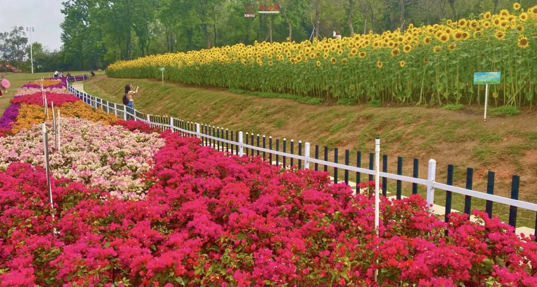 中山风景打卡点,广州秋游野餐好去处