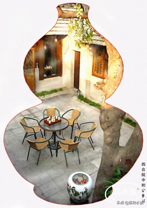 古法养金鱼高手,古法养金鱼抽底