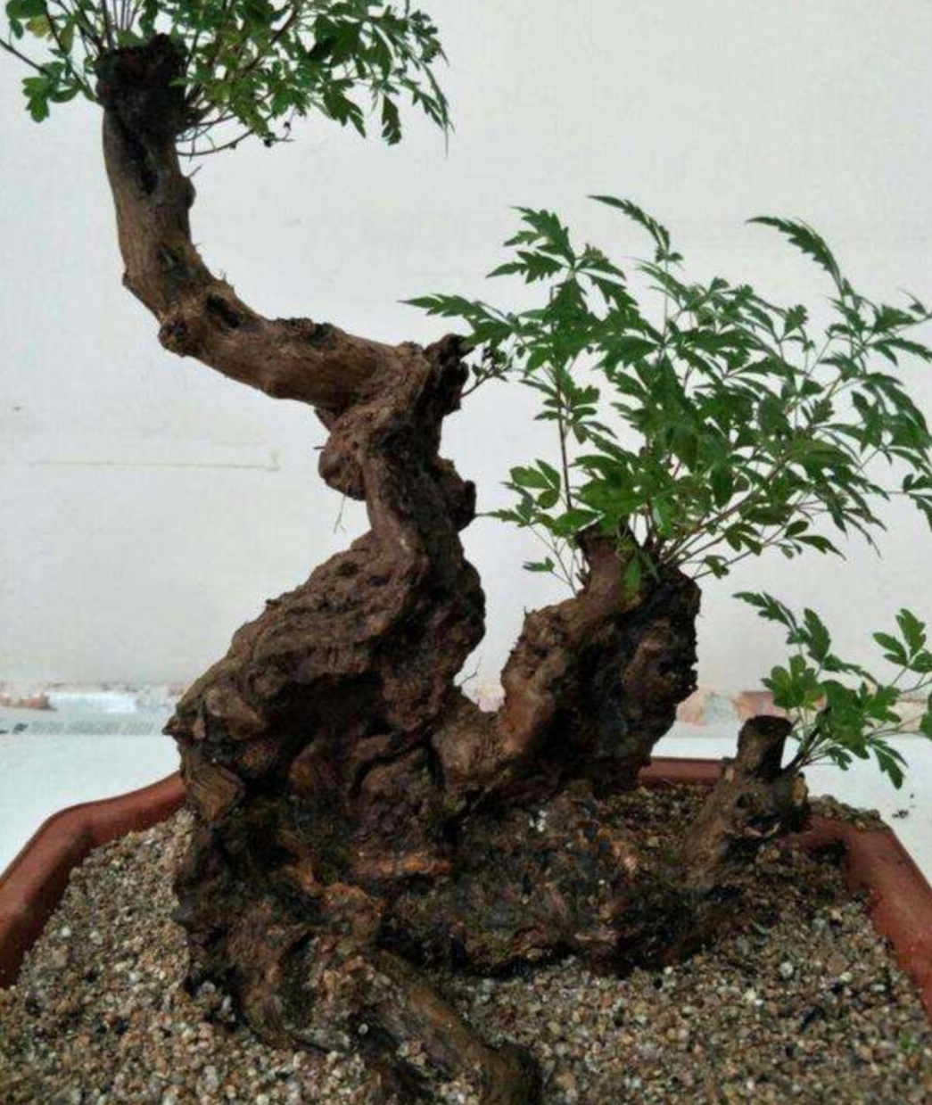 山上适合做盆景的树,山上有什么树做盆景