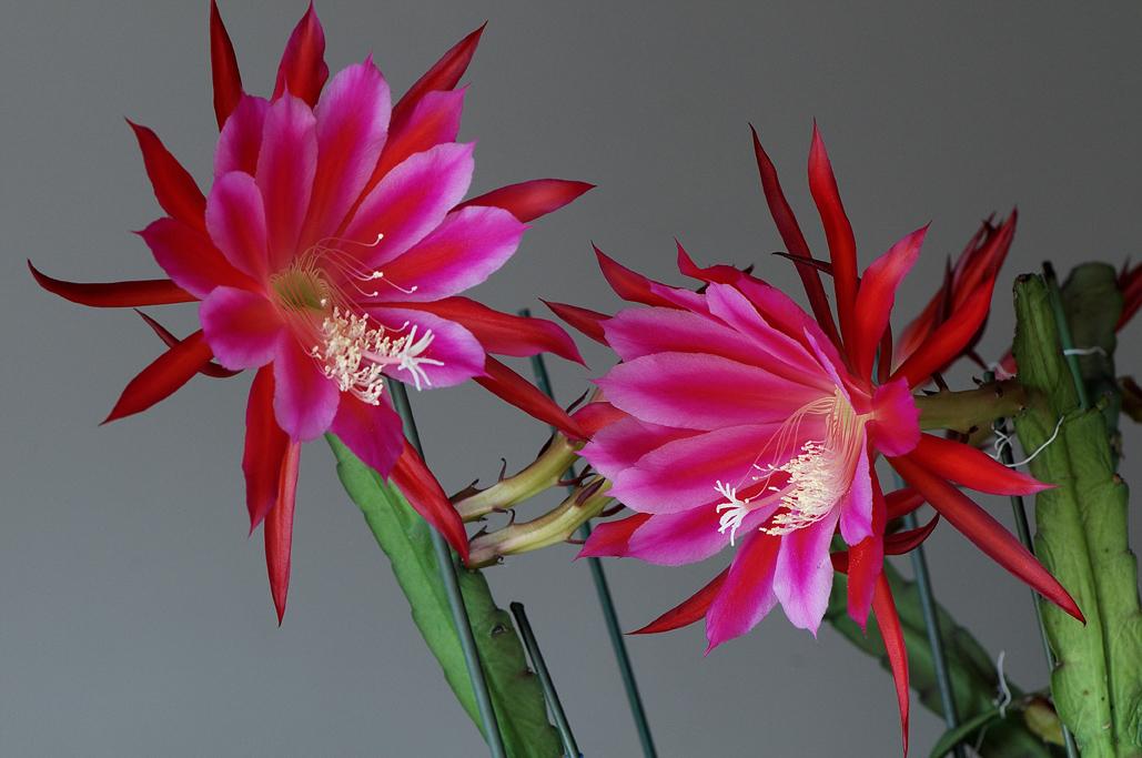 养花也要经历九九八十一难,养花的苦恼有哪些