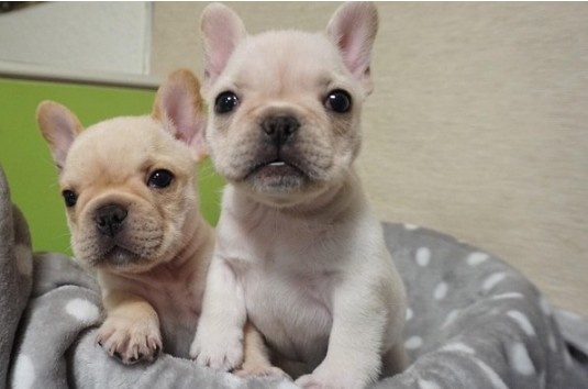 娉拌开濂藉吇杩樻槸閲戞瘺濂藉吇,娉曟枟鐘ソ杩樻槸娉拌开鐘ソ