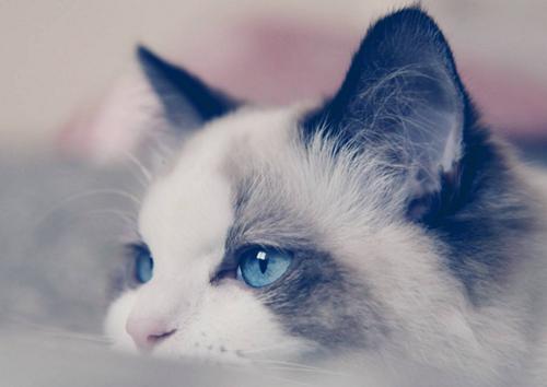 布偶猫多少钱一只市场价,布偶猫现在市场价多少钱