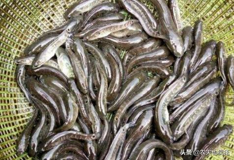 野生七星鱼值钱,野生七星鱼图片及价格