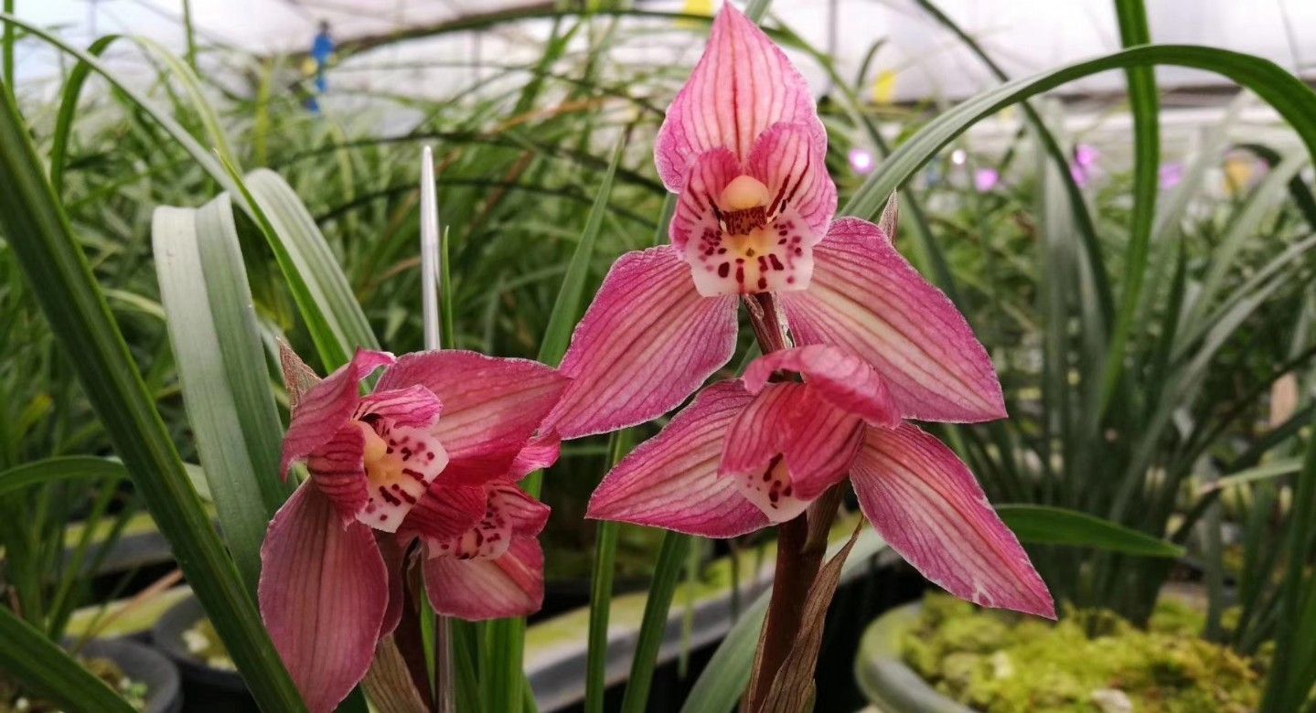 四川下山的一颗翻版蝉翼红荷，后来成为兰家争相收藏的精品