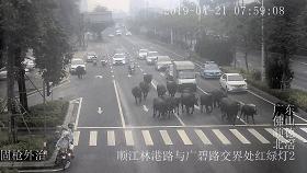 广州800斤水牛马路狂奔伤人,20多头水牛暴走视频