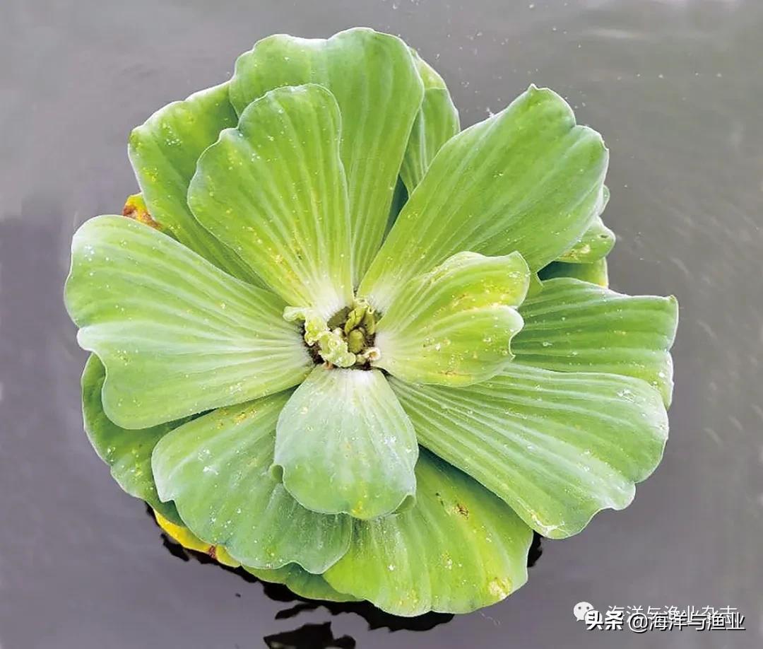 北方江河常见水生生物,陆生生物水生生物有哪些