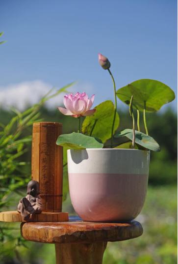 不用的杯子可以养什么花,不用的茶杯可以养什么