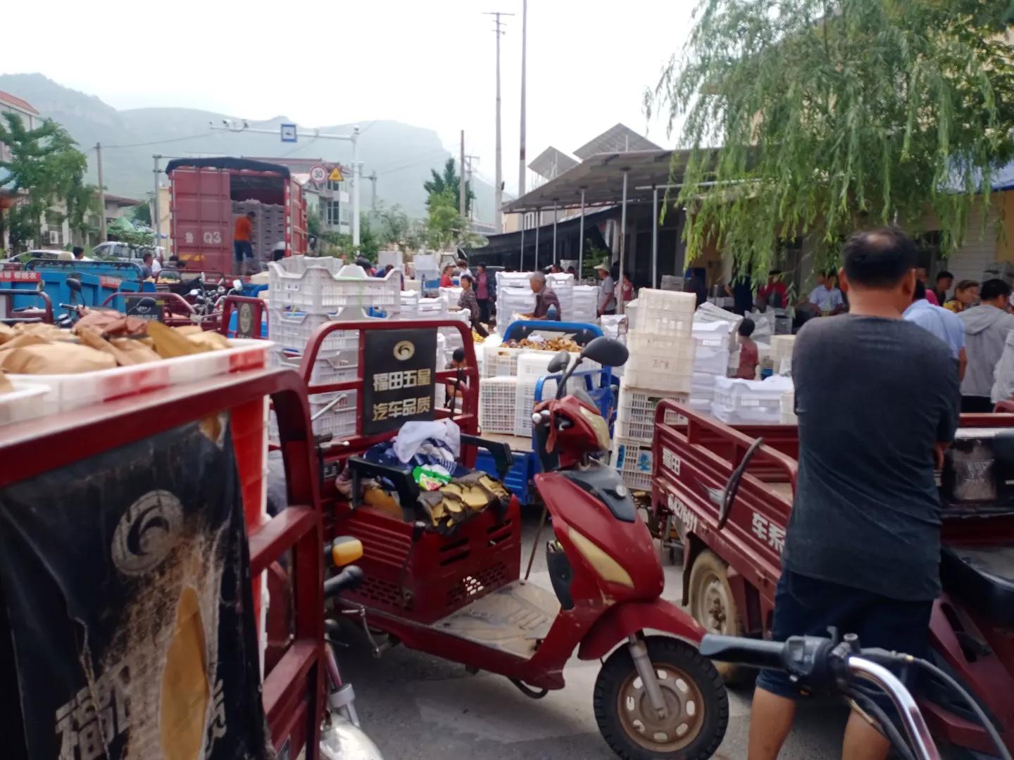 60亩桃园能挣多少钱,10亩桃园一年利润