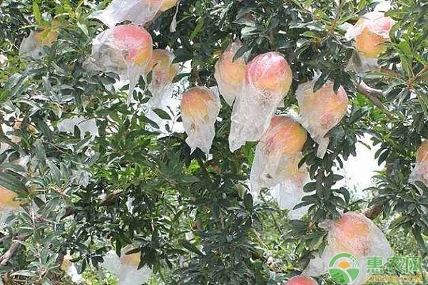 套袋器能给石榴套袋吗,石榴套袋和梨套袋一样吗