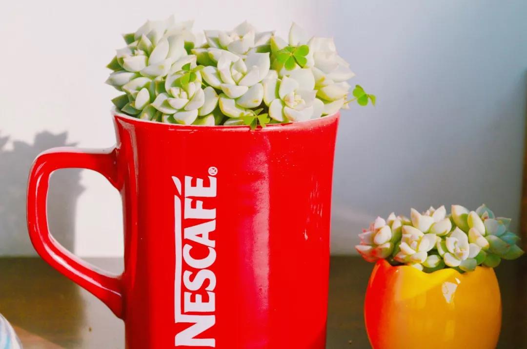 清欢养肉｜优生优育的白牡丹，让你从几片叶子跻身多肉大户