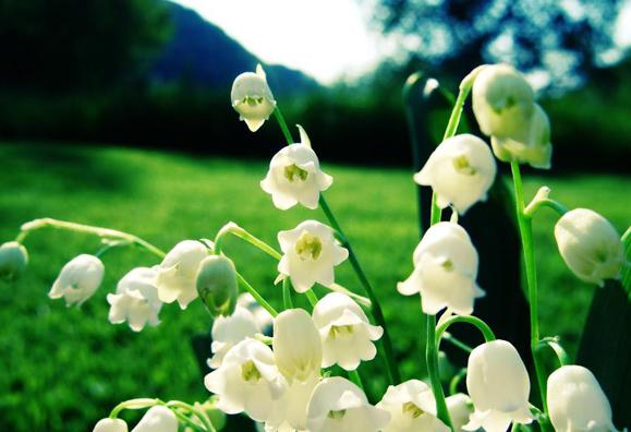 哪些花比较好养又不容易生虫,什么花不爱生虫生病好养