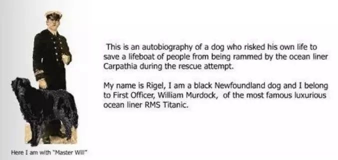 20个关于狗狗的冷知识，99.99%的铲屎官都不知道