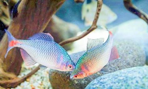 农村有一种鱼带点苦味叫什么鱼,农村常见的这种鱼竟然是大补药