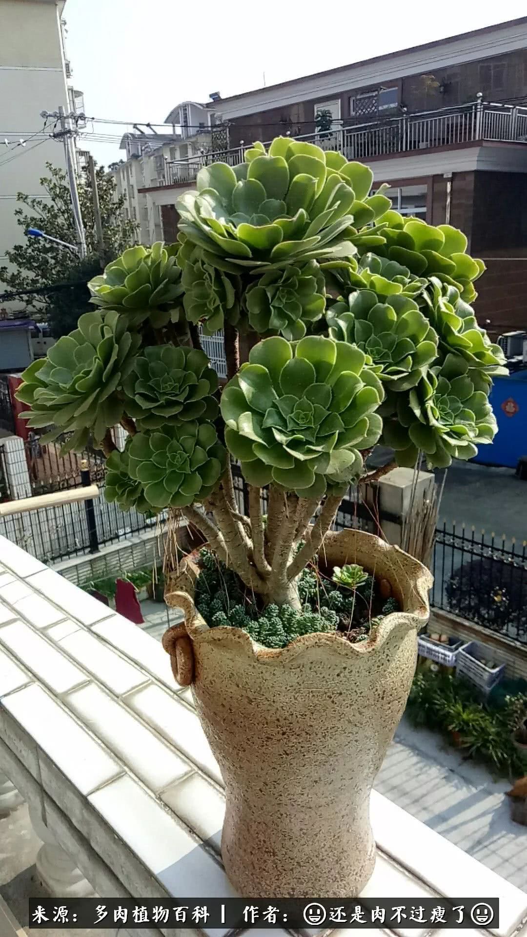 日照弘一法师,日照法师请师父