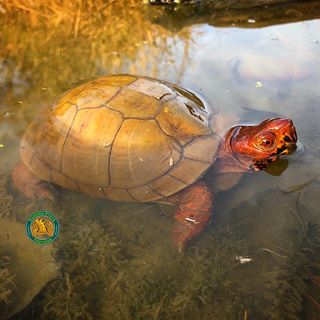 黄缘闭壳龟和东部箱龟谁的成体大,黄缘和箱龟哪个互动性更好