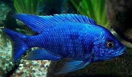 养观赏鱼小知识大全,养观赏鱼知识大全