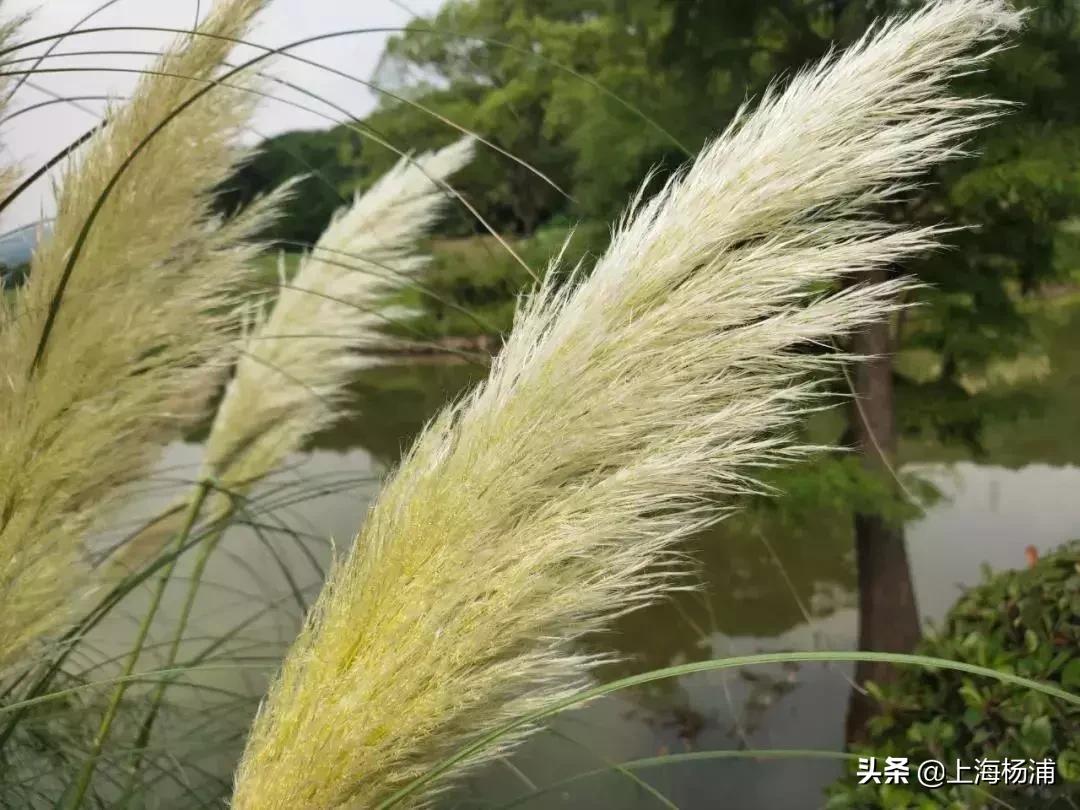 鍞湁椴滆姳闃冲厜鍜岀埍涓嶅彲杈滆礋,鍏遍潚妫灄鍏洯绉嬭壊缇庡緱浠や汉绐掓伅