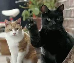 当我觉得养猫很贵时可以养什么猫,不考虑价格新手养什么猫好