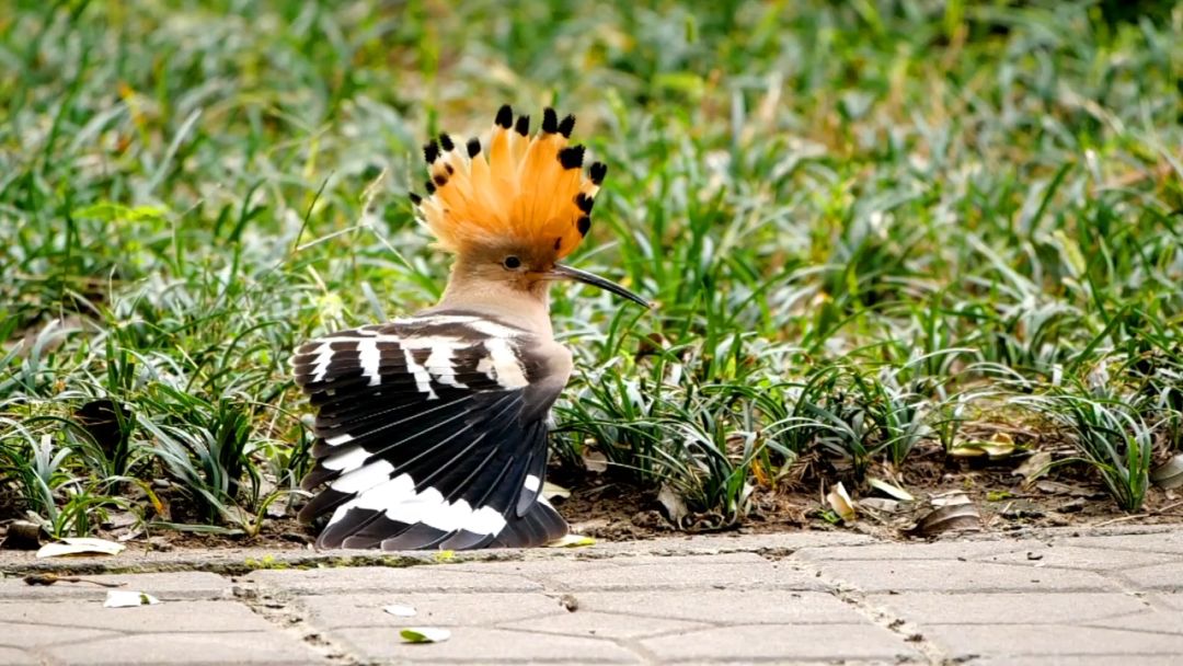 閮戝窞椋為笩瀹跺洯鍥剧墖澶у叏,閮戝窞椋為笩瀹跺洯椋庢櫙