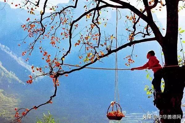 留几枚柿子在树上吧，让感恩变成一种习惯