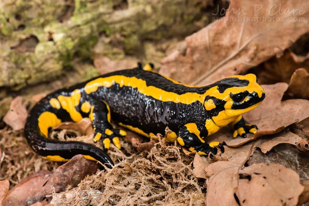 19只活体！北京海关首次截获火蝾螈，外形有点吓人，并且还有毒