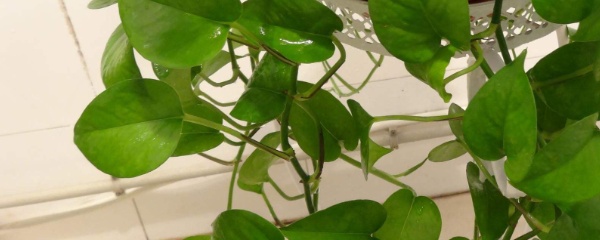 爬墙绿萝栽培,栽培绿萝视频