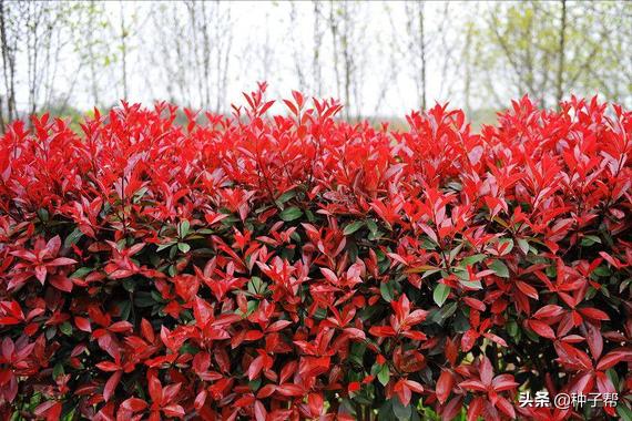大的红叶石楠修剪成什么样子好看,红叶石楠修剪技巧初学