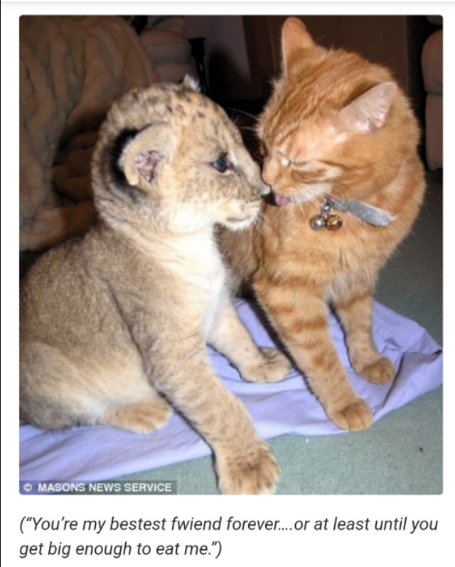 狮子野外发现猫是自己的物种吗,狮子野外发现一只猫