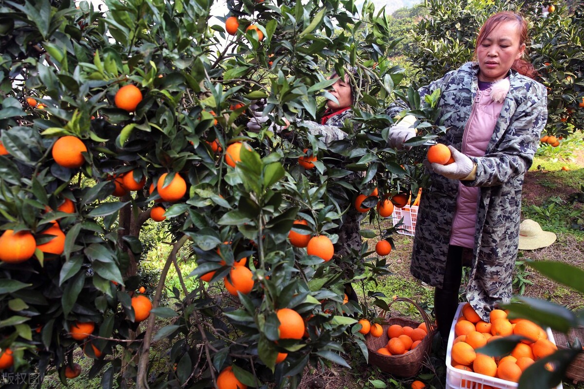 倒春寒对农产品期货的影响,天气炒期货对农产品的影响