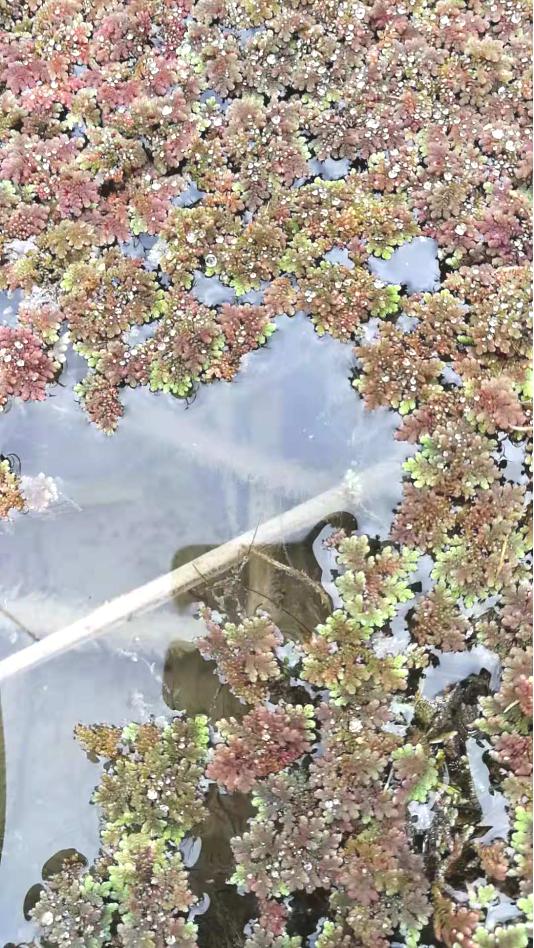 金牌土壤医疗师文龙老师谈“自然农法”，酵素和微生物菌改良土壤