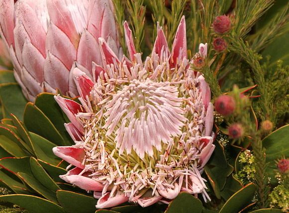 奇花异草大全罕见图文,极其罕见的奇花异草