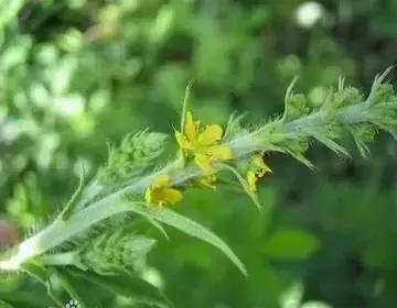 整合——28种青草药，赶快收藏备用！