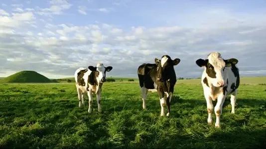 蒙牛伊利中国乳品,中国乳品协会和蒙牛伊利