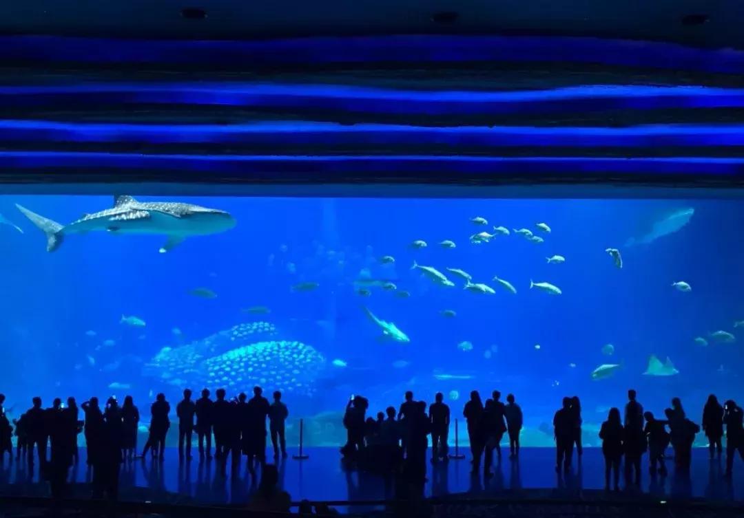 珠海长隆亲子游攻略自由行,珠海长隆亲子游最佳攻略