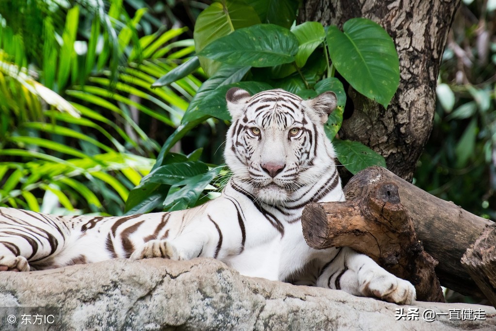 一目了然——《诗经》（256——265）