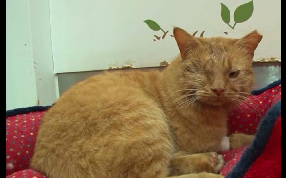 老爷爷去世猫咪也去世,老人去世后猫咪含泪随主人而去