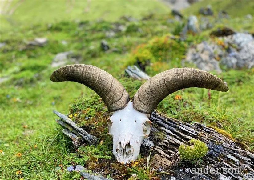 陪着贡嘎过仲秋，深夜听到女生的尖叫（上）