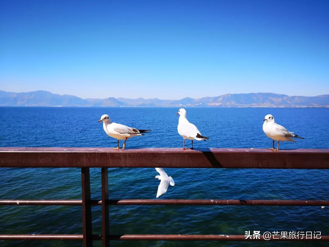 广州到云南5天旅游攻略图,广州去云南抚仙湖怎么去