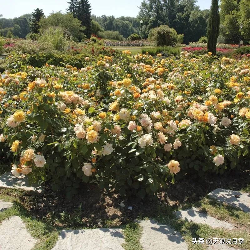 不用修剪的月季,不用打药的月季
