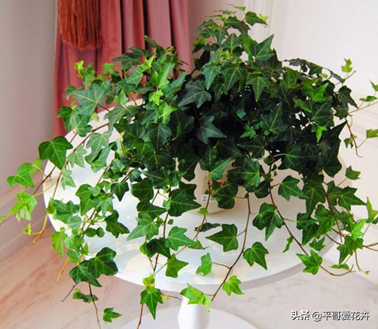 什么花除甲醛最有效,什么花净化空气除甲醛最好