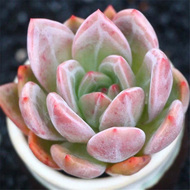 有暗纹的多肉有哪些,暗纹系多肉有哪些