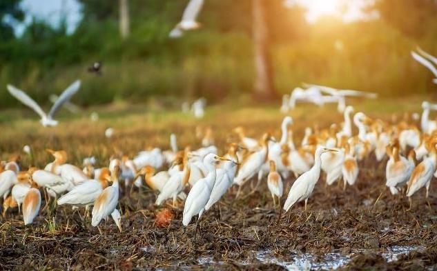 农业趋势未来农业的出路在哪里,农业如何做才能有出路