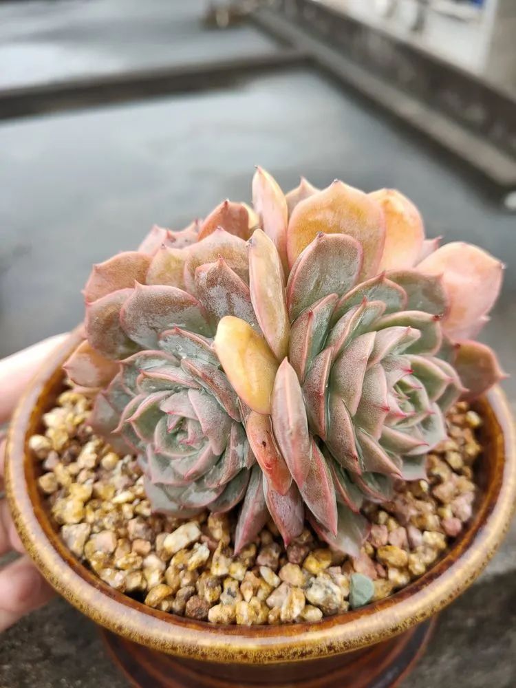 疫情期间在家欣赏多肉,疫情期间被多肉治愈