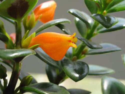 花卉吊兰100种,吊兰绿植盆栽第一名