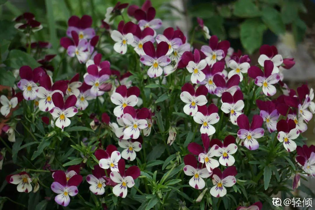 耐寒又好养的香水花,家里可以养法国香水花