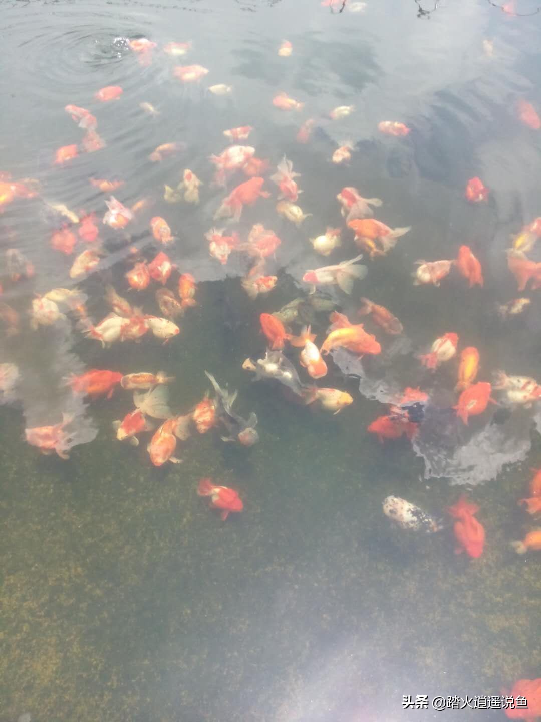 养鱼的水多久能建立硝化系统,新手养鱼一般多久形成硝化系统