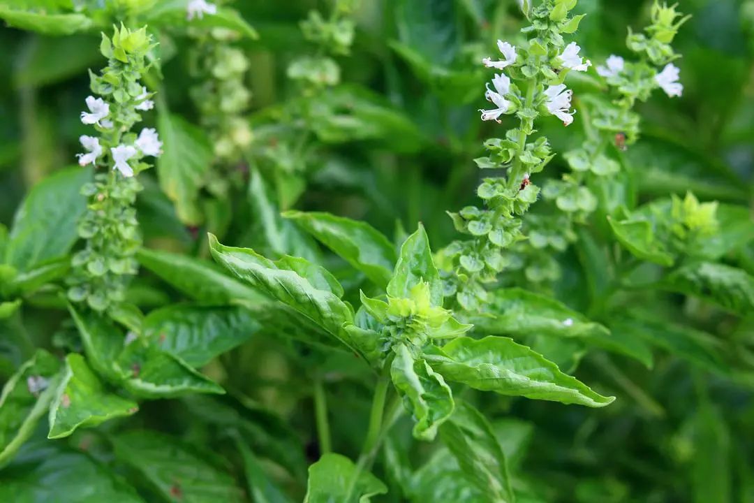 一场知识交换：你教我用罗勒做菜，我教你用盆种出罗勒