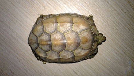 养龟事项,养情侣龟注意什么